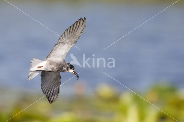 Black Tern (Chlidonias niger)