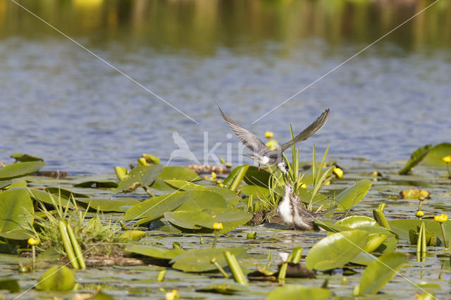 Black Tern (Chlidonias niger)