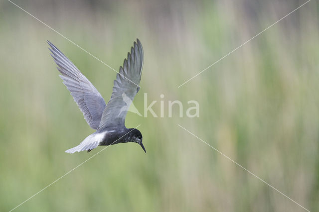 Black Tern (Chlidonias niger)