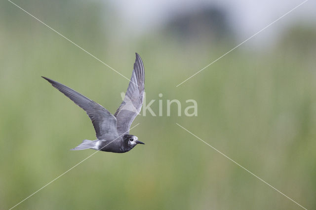 Black Tern (Chlidonias niger)