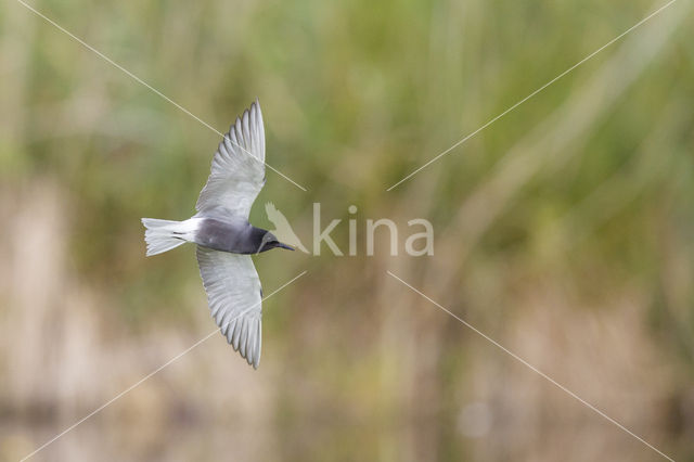 Black Tern (Chlidonias niger)