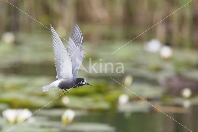 Black Tern (Chlidonias niger)