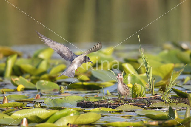 Black Tern (Chlidonias niger)
