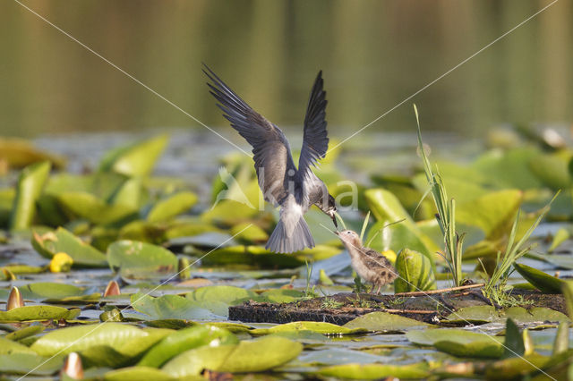 Zwarte Stern (Chlidonias niger)