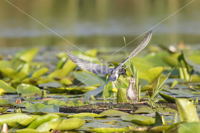 Zwarte Stern (Chlidonias niger)