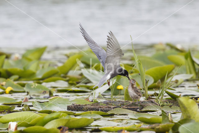 Zwarte Stern (Chlidonias niger)