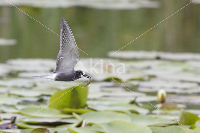 Zwarte Stern (Chlidonias niger)