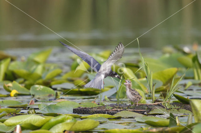 Zwarte Stern (Chlidonias niger)