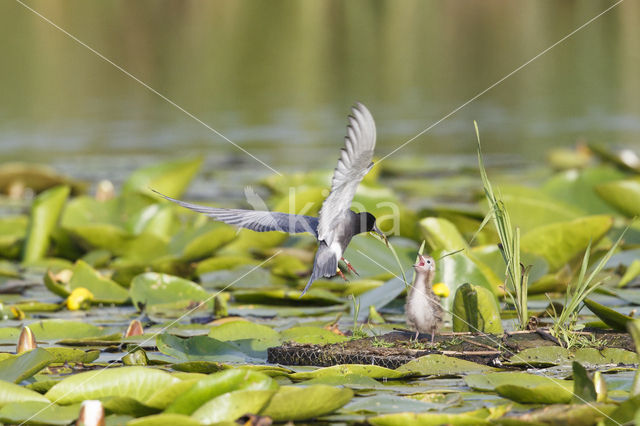 Zwarte Stern (Chlidonias niger)