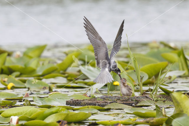 Zwarte Stern (Chlidonias niger)