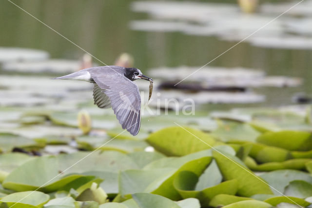 Zwarte Stern (Chlidonias niger)