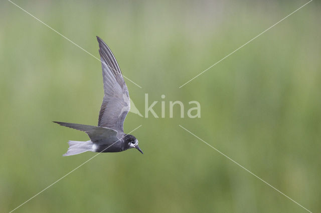 Black Tern (Chlidonias niger)