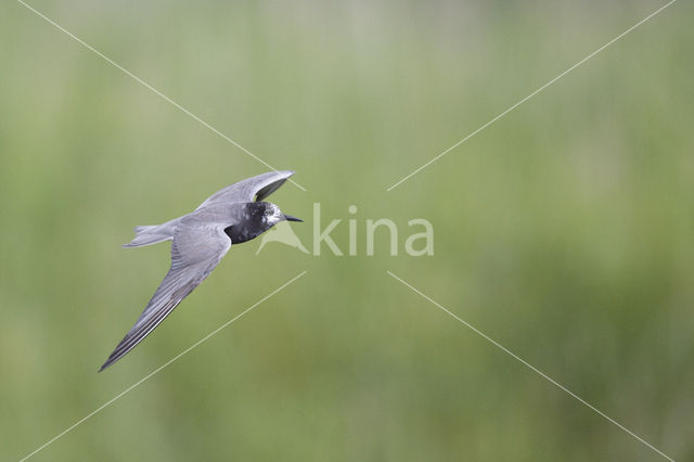 Black Tern (Chlidonias niger)