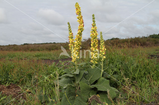 Zwarte toorts (Verbascum nigrum)