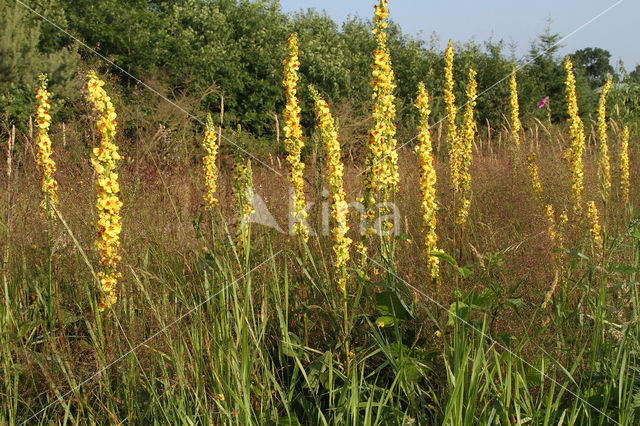 Dark Mullein (Verbascum nigrum)