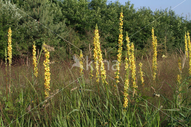 Dark Mullein (Verbascum nigrum)