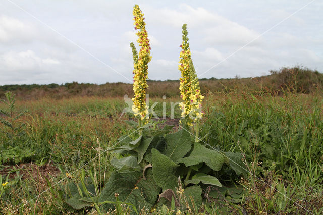 Zwarte toorts (Verbascum nigrum)