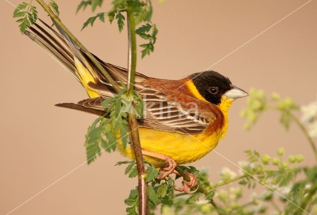 Black-headed bunting (Emberiza melanocephala)