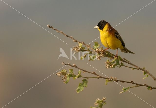 Black-headed bunting (Emberiza melanocephala)