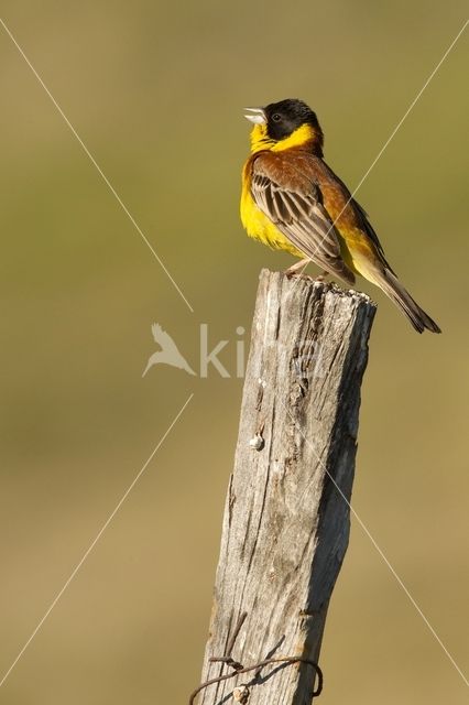 Black-headed bunting (Emberiza melanocephala)