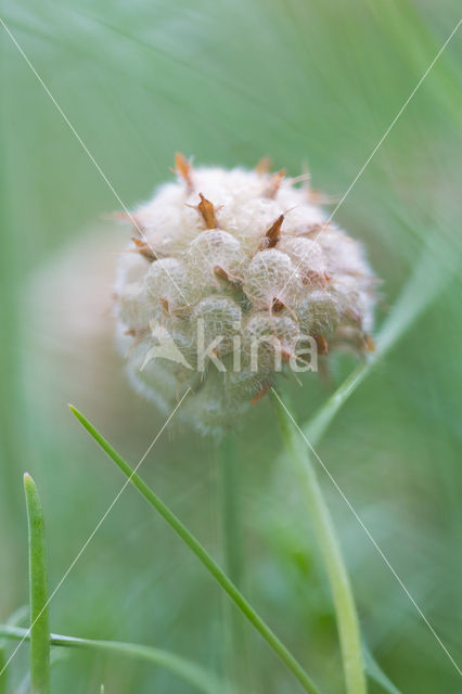 Strawberry Clover (Trifolium fragiferum)