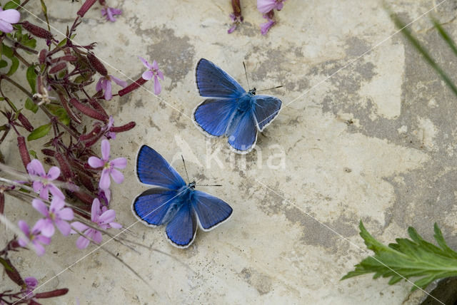 Adonisblauwtje (Polyommatus bellargus)