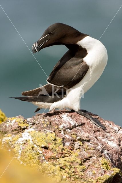 Razorbill (Alca torda)