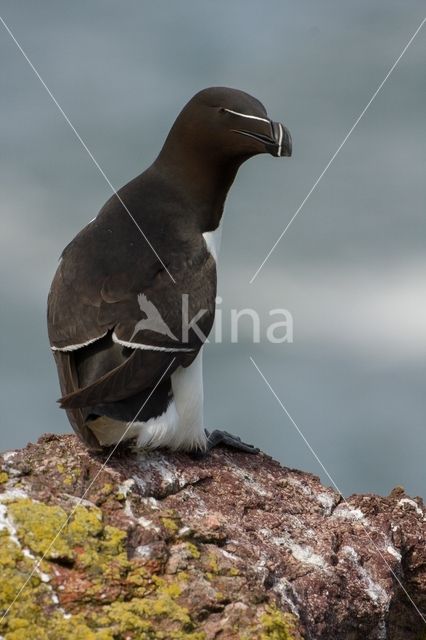 Razorbill (Alca torda)