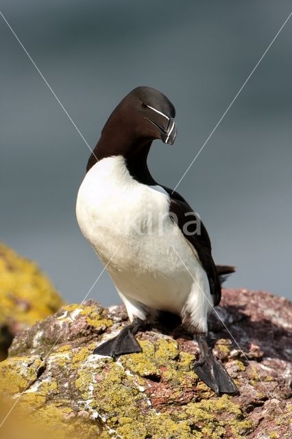 Razorbill (Alca torda)