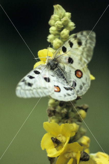 Apollo (Parnassius apollo)