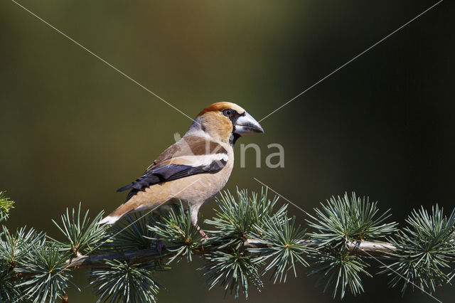 Appelvink (Coccothraustes coccothraustes)