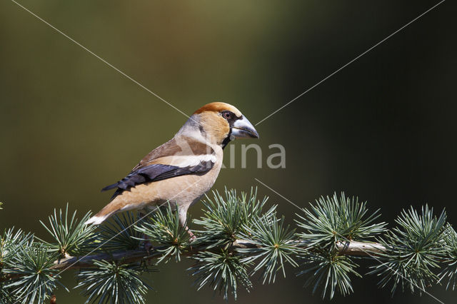 Hawfinch (Coccothraustes coccothraustes)