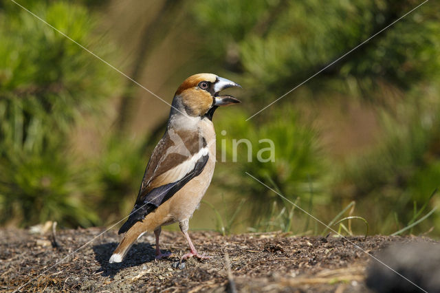 Hawfinch (Coccothraustes coccothraustes)