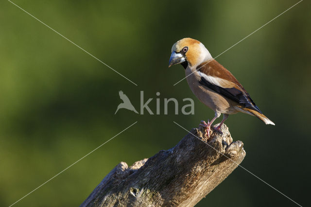 Hawfinch (Coccothraustes coccothraustes)