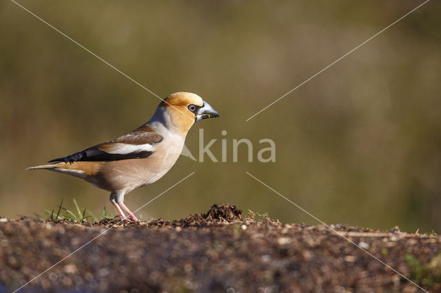 Hawfinch (Coccothraustes coccothraustes)