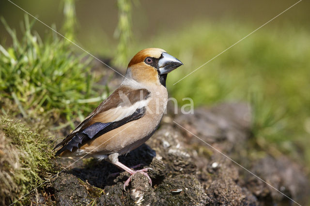 Hawfinch (Coccothraustes coccothraustes)