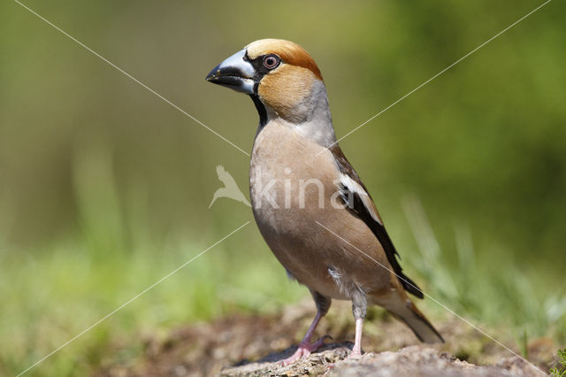 Appelvink (Coccothraustes coccothraustes)