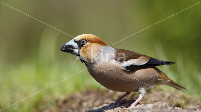 Appelvink (Coccothraustes coccothraustes)