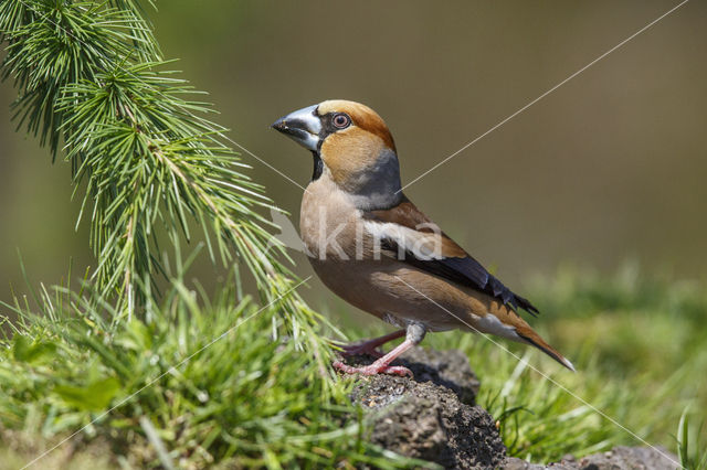 Hawfinch (Coccothraustes coccothraustes)