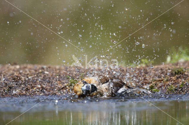 Hawfinch (Coccothraustes coccothraustes)