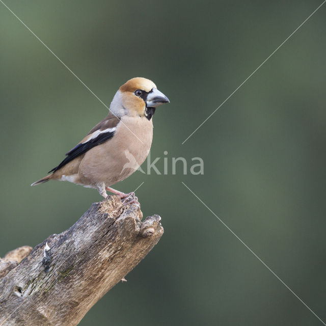 Hawfinch (Coccothraustes coccothraustes)