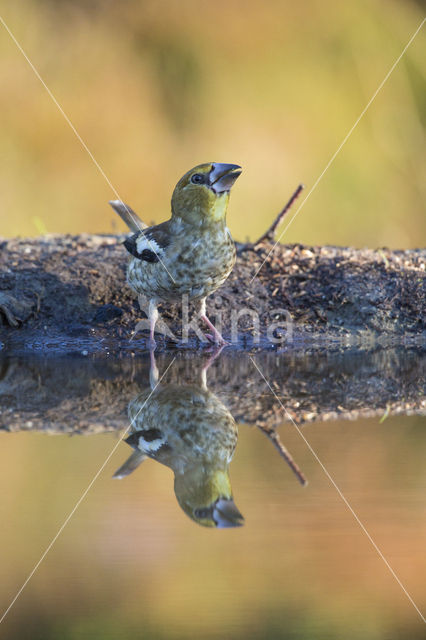 Hawfinch (Coccothraustes coccothraustes)