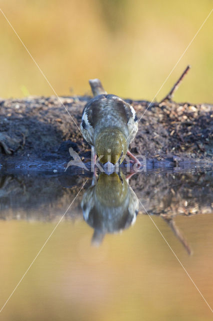 Appelvink (Coccothraustes coccothraustes)