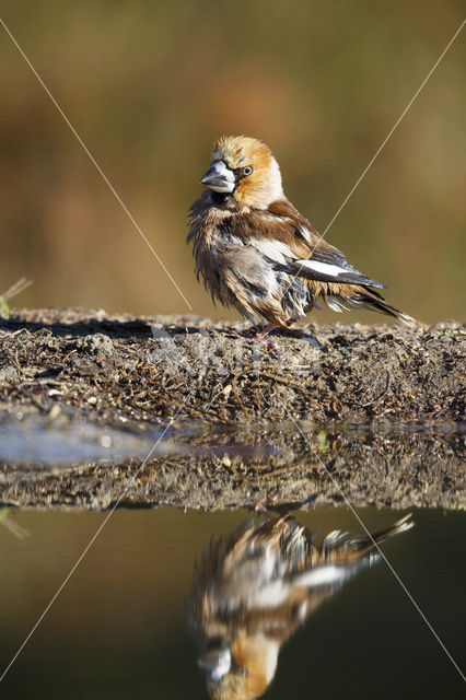 Hawfinch (Coccothraustes coccothraustes)