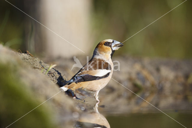 Hawfinch (Coccothraustes coccothraustes)