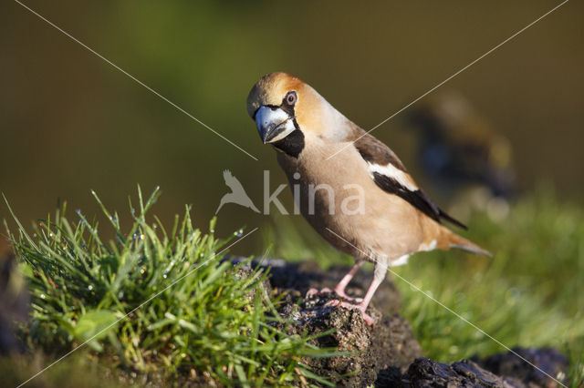 Appelvink (Coccothraustes coccothraustes)