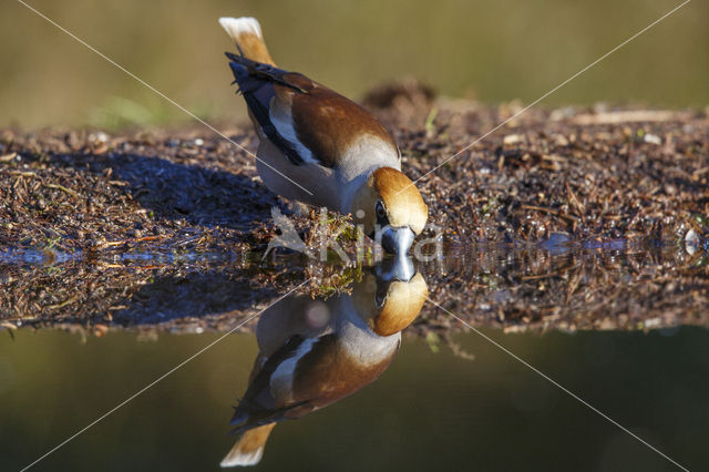 Appelvink (Coccothraustes coccothraustes)