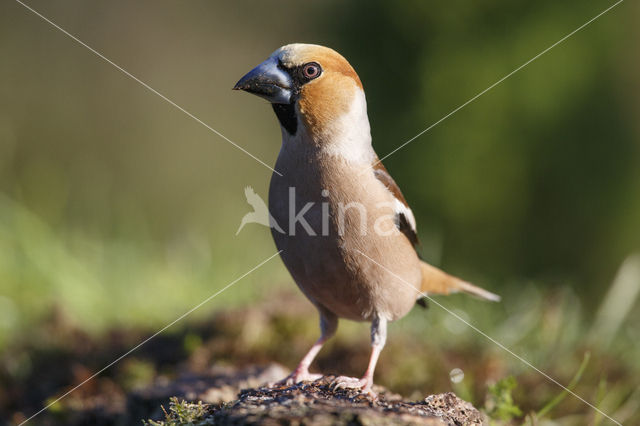 Appelvink (Coccothraustes coccothraustes)