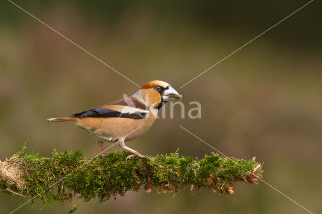 Hawfinch (Coccothraustes coccothraustes)