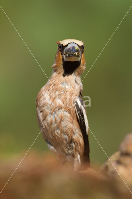 Hawfinch (Coccothraustes coccothraustes)